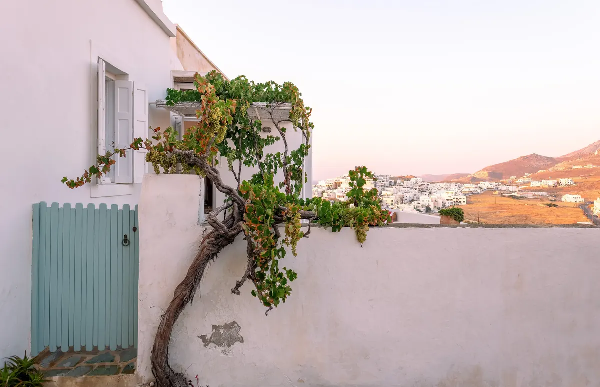 Courtyard with a grapevine