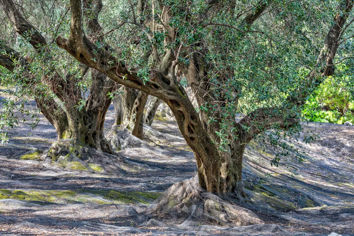 Old olive grove